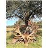 Image 15 : ARGENTINA 5 DAY BIG GAME HUNT 4 HUNTERS INCLUDING 4 TROPHY FEES, LAS PAMPAS PATAGONIA