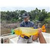 Image 4 : ARGENTINA 4 HUNTERS 4 DAYS 1 DAY GOLDEN DORADO 4 HUNTER/ANGLERS, 4 WILD BOAR, NORTHERN TERRITORY