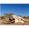 Image 13 : AFRICA 6 DAYS 2 HUNTERS 5 TROPHIES