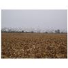 Image 1 : ARGENTINA UNLIMITED HIGH VOLUME DOVE AND PIGEON HUNTING 3 HUNTERS