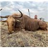 Image 10 : AFRICA 6 DAYS 2 HUNTERS TROPHIES INCLUDING SABLE