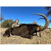 Image 1 : AFRICA 6 DAYS 2 HUNTERS TROPHIES INCLUDING SABLE