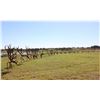 Image 3 : ARGENTINA RED STAG FREE RANGE FOR 1 HUNTER 5 DAYS 4 NIGHTS