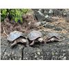 Image 11 : GALAPAGOS ISLANDS LUXURY EXPLORATION 6 DAYS 2 PEOPLE