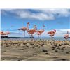Image 12 : GALAPAGOS ISLANDS LUXURY EXPLORATION 6 DAYS 2 PEOPLE