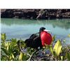 Image 13 : GALAPAGOS ISLANDS LUXURY EXPLORATION 6 DAYS 2 PEOPLE