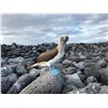 Image 15 : GALAPAGOS ISLANDS LUXURY EXPLORATION 6 DAYS 2 PEOPLE