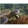 Image 23 : GALAPAGOS ISLANDS LUXURY EXPLORATION 6 DAYS 2 PEOPLE