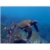 Image 24 : GALAPAGOS ISLANDS LUXURY EXPLORATION 6 DAYS 2 PEOPLE