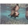 Image 2 : GALAPAGOS ISLANDS LUXURY EXPLORATION 6 DAYS 2 PEOPLE