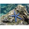 Image 6 : GALAPAGOS ISLANDS LUXURY EXPLORATION 6 DAYS 2 PEOPLE