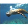 Image 8 : GALAPAGOS ISLANDS LUXURY EXPLORATION 6 DAYS 2 PEOPLE