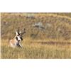 Image 3 : MONTANA ANTELOPE HUNT 4 NIGHT 1 HUNTER EASY DRAW