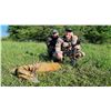 Image 1 : SERBIAN ROE DEER HUNT 6 NIGHTS 1 HUNTER 1 OBSERVER W/ TOURISM