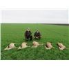 Image 2 : SERBIAN ROE DEER HUNT 6 NIGHTS 1 HUNTER 1 OBSERVER W/ TOURISM