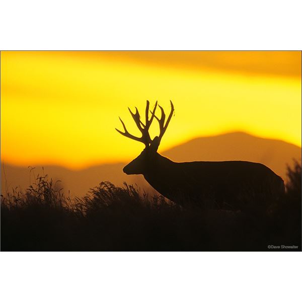CALIFORNIA OPEN ZONE DEER TAG