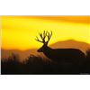 Image 1 : CALIFORNIA OPEN ZONE DEER TAG