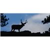 Image 2 : CALIFORNIA OPEN ZONE DEER TAG