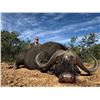 Image 2 : 2027/2028 - 5 DAY SOUTH AFRICAN SAFARI - INCLUDES CAPE BUFFALO UP TO 40"
