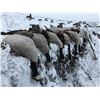 Image 4 : 4 DAY NORTH DAKOTA WATERFOWL HUNT FOR TWO
