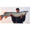 Image 1 : FULLY GUIDED WALLEYE, PIKE AND SMALLMOUTH FISHING FOR ONE IN NORTH DAKOTA (ACCOMPANIED BY PAYING ANG