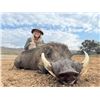 Image 3 : 7 DAY SOUTH AFRICAN SAFARI FOR 1 HUNTER AND 1 OBSERVER, INCLUDES 4 ANIMALS