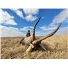 Image 4 : 7 DAY SOUTH AFRICAN SAFARI FOR 1 HUNTER AND 1 OBSERVER, INCLUDES 4 ANIMALS