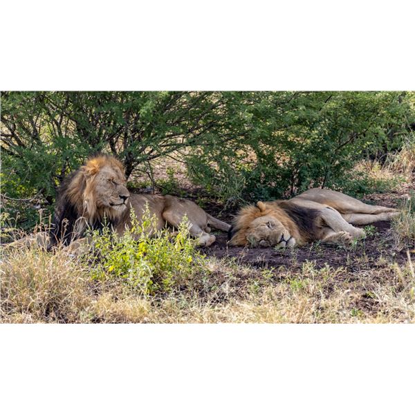ZULU NYALA PHOTO SAFARI is the best safari available recommended by the famous Jack Hanna