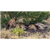 Image 1 : ZULU NYALA PHOTO SAFARI is the best safari available recommended by the famous Jack Hanna