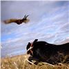 Image 3 : Rooster Ridge Lodge offers a South Dakota Pheasant Hunt for 4-Hunters, 3 Days & 4 Nights