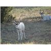 Image 2 : Texas Trophy Exotic Hunt for 2- 5 Hunters donated by L& L Adventures Value $7,500