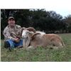 Image 5 : Texas Trophy Exotic Hunt for 2- 5 Hunters donated by L& L Adventures Value $7,500