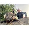 Image 11 : ATP Hunts (Spain) donates trophy fees for (1) Roe Buck, or (1) Red Stag and (1) Wild Boar, & Exper.