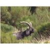 Image 13 : ATP Hunts (Spain) donates trophy fees for (1) Roe Buck, or (1) Red Stag and (1) Wild Boar, & Exper.