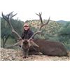Image 5 : ATP Hunts (Spain) donates trophy fees for (1) Roe Buck, or (1) Red Stag and (1) Wild Boar, & Exper.