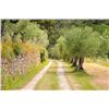 Image 7 : Cortona Hilltop for 4 / 6-night stay in a 2-bedroom / 2-bath apt w / pvt. wine tasting & pers. chef