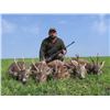 Image 10 : EHA Safari Art donates ROE DEER IN SERBIA HUNT for 2 hunters or 1 hunter & 1 observer 2026 - 27