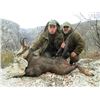 Image 4 : EHA donates CHAMOIS IN SERBIA (BALKAN or CARPATHIAN) for 2 hunters or 1 hunter & 1 observer