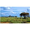 Image 10 : LAST ONE-Big Five-WHITE RHINO HUNT WITH CHEETAU SAFARIS-6 Nights 5 Days- All-inc. Val. $64,000