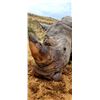 Image 2 : LAST ONE-Big Five-WHITE RHINO HUNT WITH CHEETAU SAFARIS-6 Nights 5 Days- All-inc. Val. $64,000