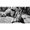 Image 4 : LAST ONE-Big Five-WHITE RHINO HUNT WITH CHEETAU SAFARIS-6 Nights 5 Days- All-inc. Val. $64,000