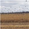 Image 4 : ARGENTINA BIRD HUNTS, 4 full days for 4 Hunters Unlimited High Volume Dove Shooting