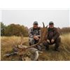 Image 2 : Safari Art donates  RED DEER IN SERBIA HUNT for 2 hunters or 1 hunter 1 observer Value $14,600.