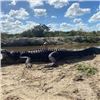 Image 4 : CHUCK LOWE'S 3-DAY FLORIDA  ALLIGATOR, HOG, IGUANA AND FISHING EXTRAVAGANZA FOR 2