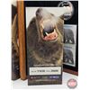 Image 6 : RCM Canada 2004 $8 Limited-Edition Stamp & Fine Silver Coin Set : The Great Grizzly (#11639 of 25888