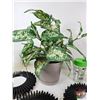 Image 5 : Artificial Plants, Wall Mirror Décor & Lidded Glass Tumbler