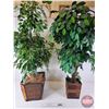 Image 3 : Artificial Trees in Planters (2) (Largest Approx Height : 48")