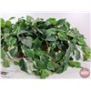 Image 2 : Artificial Potted Plants (2)