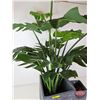 Image 3 : Green Artificial Monstera Plant (potted in a stone look square planter) + Smaller Matching Square Pl