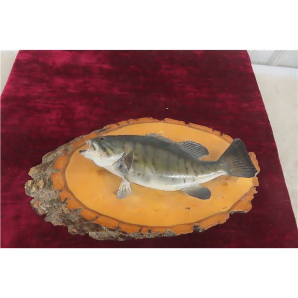 Vintage Smallmouth Bass Taxidermy Fish Mount On A Wood Base